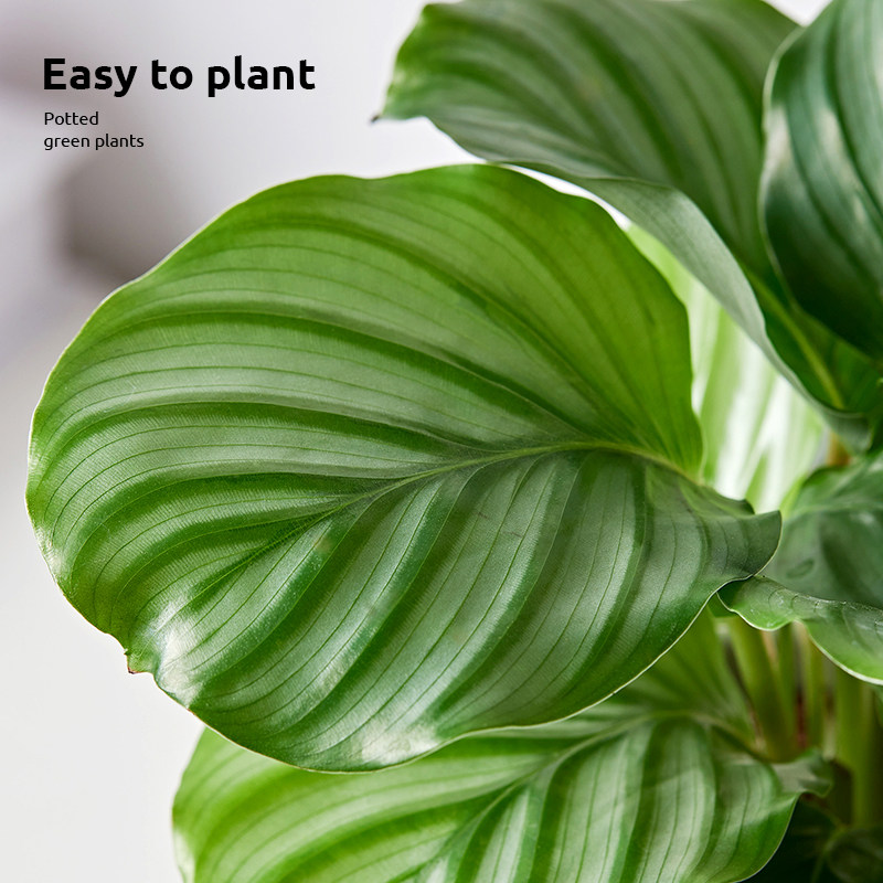 青苹果竹芋盆景北欧风绿植四季常青室内客厅卧室好养绿植盆栽喜阴,淘宝优惠券,粉丝福利购,淘宝优惠卷