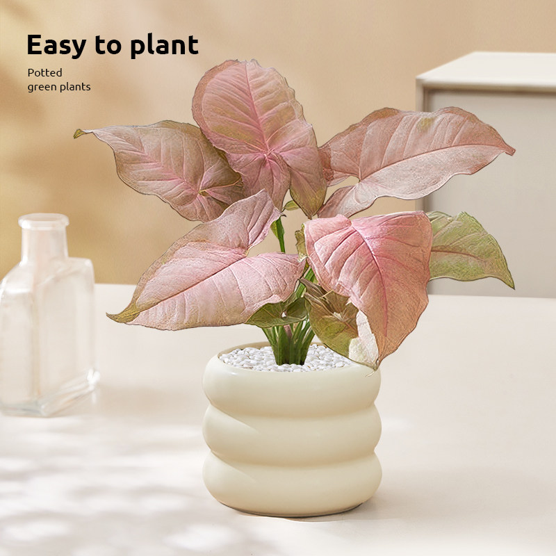 红粉佳人合果芋竹芋盆栽彩色花卉办公室桌面室内绿植四季观叶植物,淘宝优惠券,粉丝福利购,淘宝优惠卷