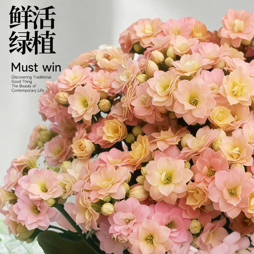 彩虹糖长寿花盆栽重瓣大花带花苞名贵植物室内桌面新手好养活四季 - 图3