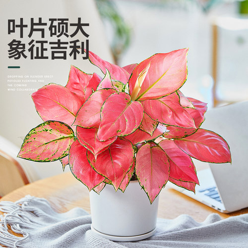 吉利红竹芋盆栽植物室内四季好养红如意花卉办公桌面彩叶如意绿植 - 图0