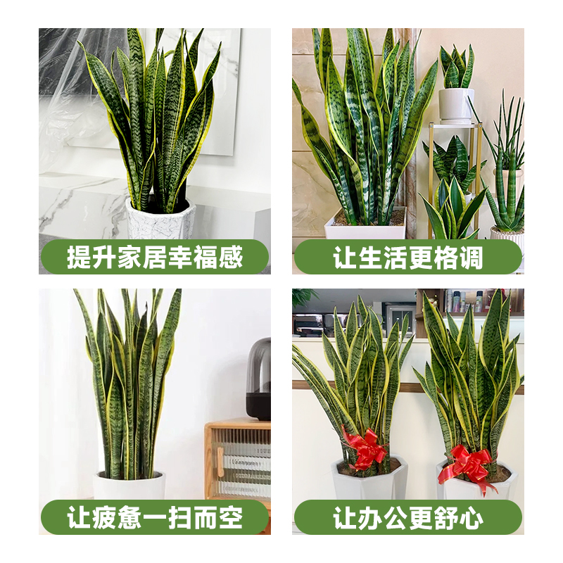 金边虎皮兰大盆栽客厅绿植新房吸甲醛办公室内大型植物花卉虎尾兰 - 图0