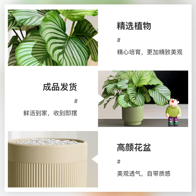 青苹果竹芋盆景北欧风绿植四季常青室内客厅卧室好养绿植盆栽喜阴,淘宝优惠券,粉丝福利购,淘宝优惠卷