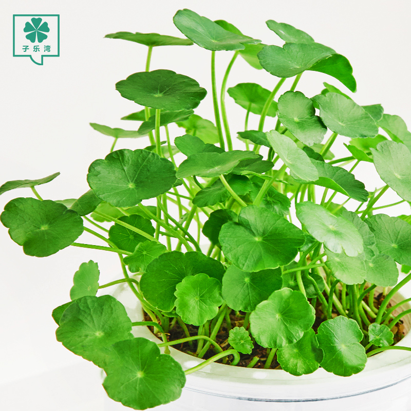 铜钱草水培植物室内招财水养 亭亭翠铜钱满盆福财运 子乐湾旗舰店 淘优券 铜钱草水培植物室内招财水养 亭亭翠铜钱满盆福财运 子乐湾旗舰店 淘优券
