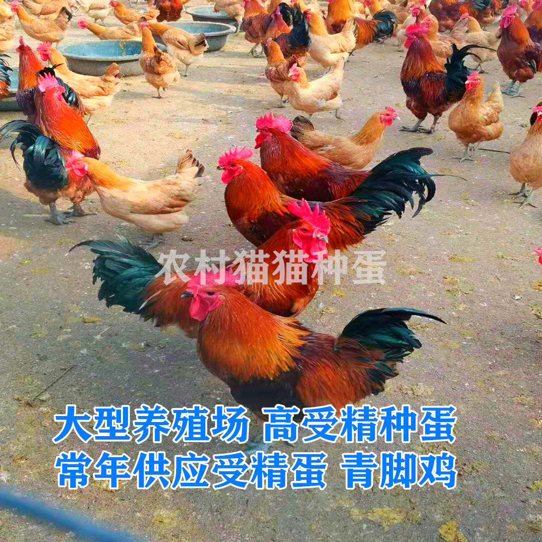 纯种红瑶鸡种蛋可孵化小鸡受精蛋散养土鸡蛋高产现捡现发破损包赔 - 图1