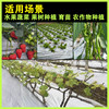 Silver and black double-color mulch film, thickened agricultural reflective mulch film, fruit and vegetable planting mulch film, insect repellent and weed control special agricultural film