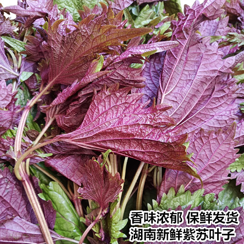 湖南新鲜紫苏叶农家种植香味浓厚鱼蟹牛蛙田螺龙虾去腥味子苏调料 - 图1