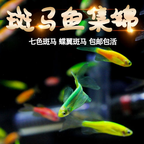 红蓝斑马鱼热带小型鱼苗观赏鱼蝶翼精品孔雀红绿灯科活体淡水好养 - 图0