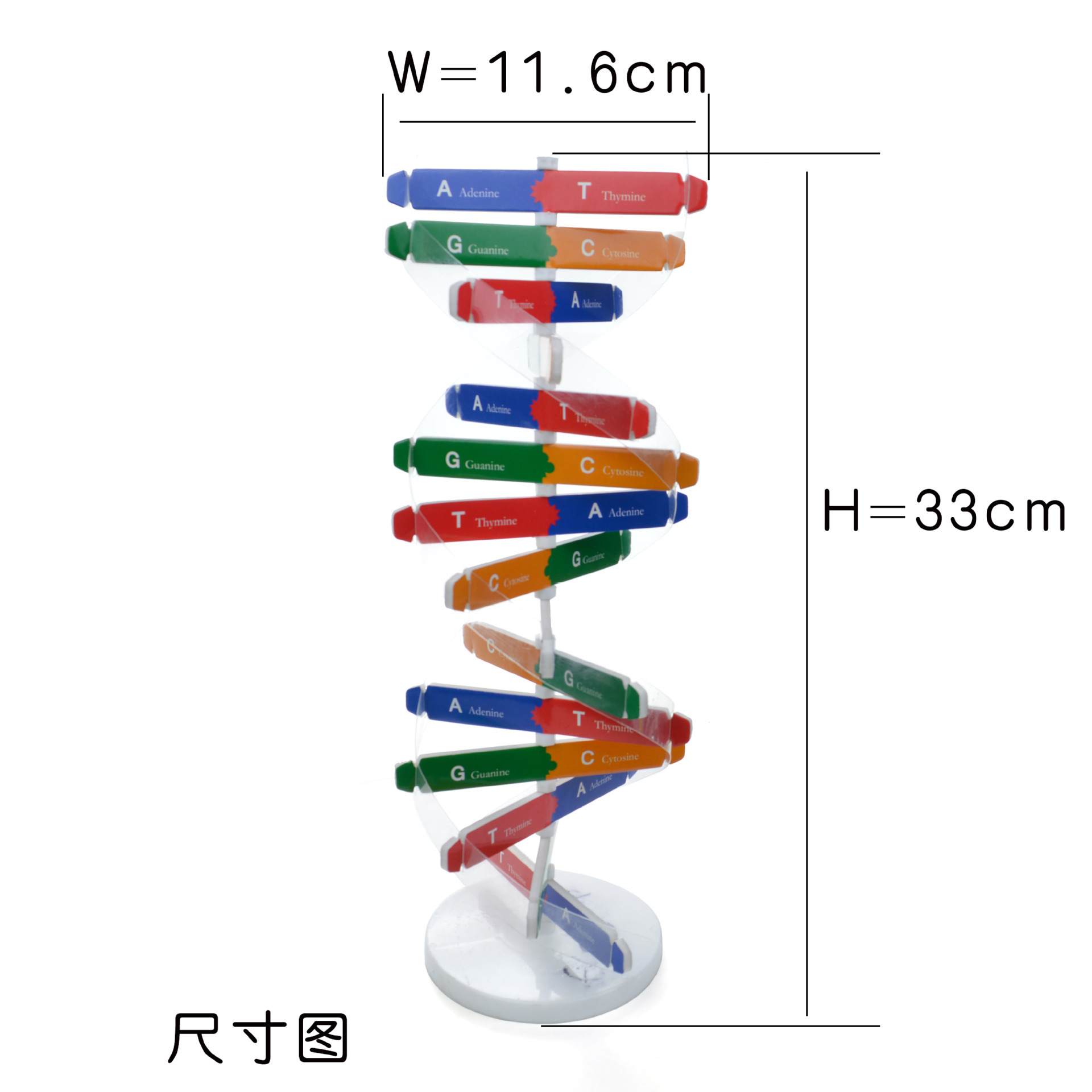 DNA分子双螺旋结构模型人体基因工程遗传信息编码高中生物学实验 - 图2