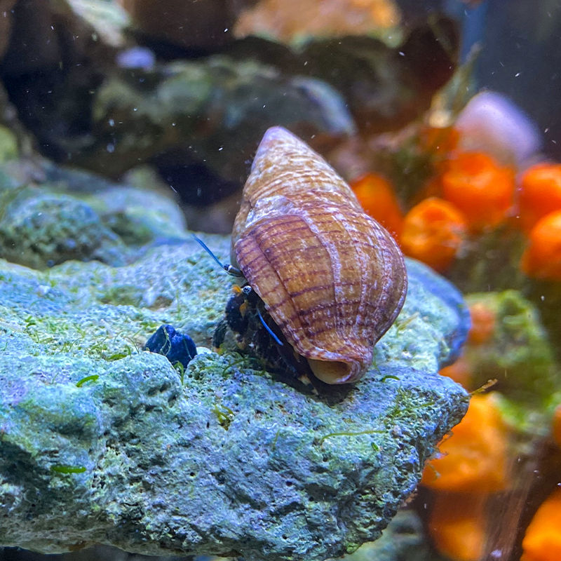 寄生海蟹海缸观赏海水寄居蟹海缸除藻生物海水寄居蟹珊瑚宠物-图1