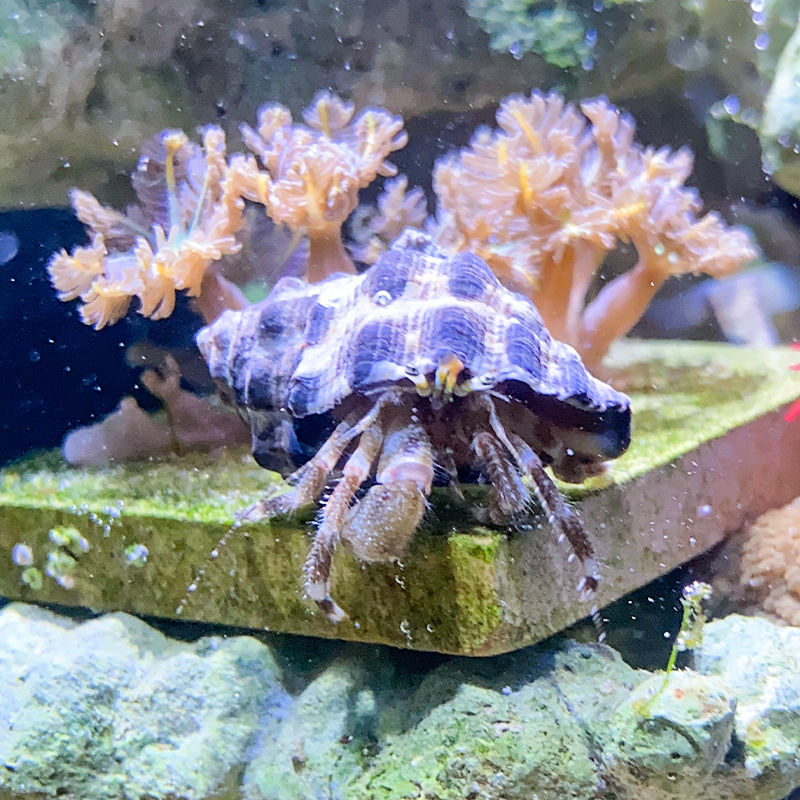 寄生海蟹海缸观赏海水寄居蟹海缸除藻生物海水寄居蟹珊瑚宠物-图2