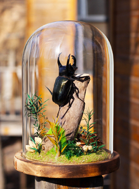 南洋大兜虫真昆虫标本玻璃罩摆件