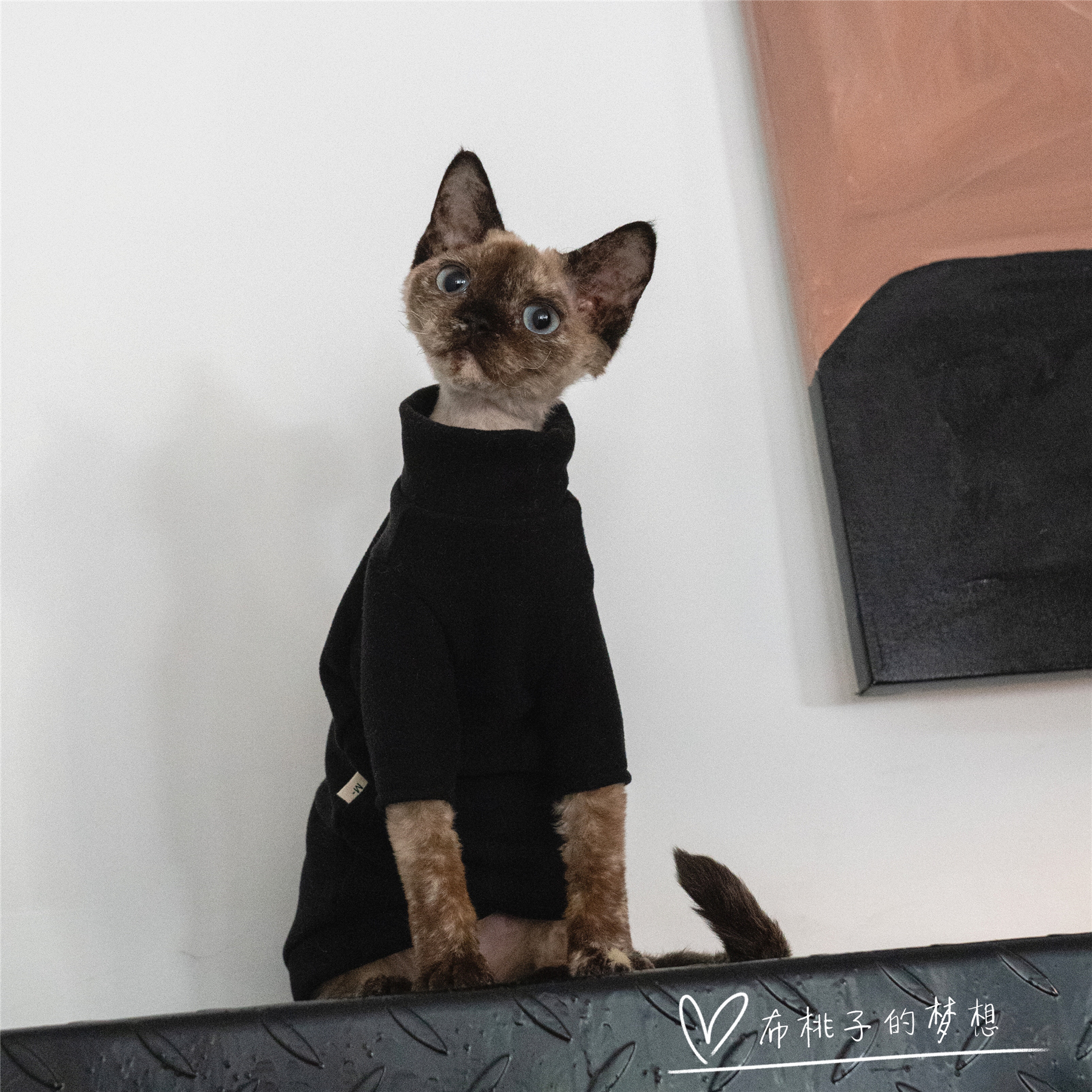 GINGERAIN 无毛猫衣服德文猫衣服阳离子自发热耐脏好洗不变形内搭 - 图3