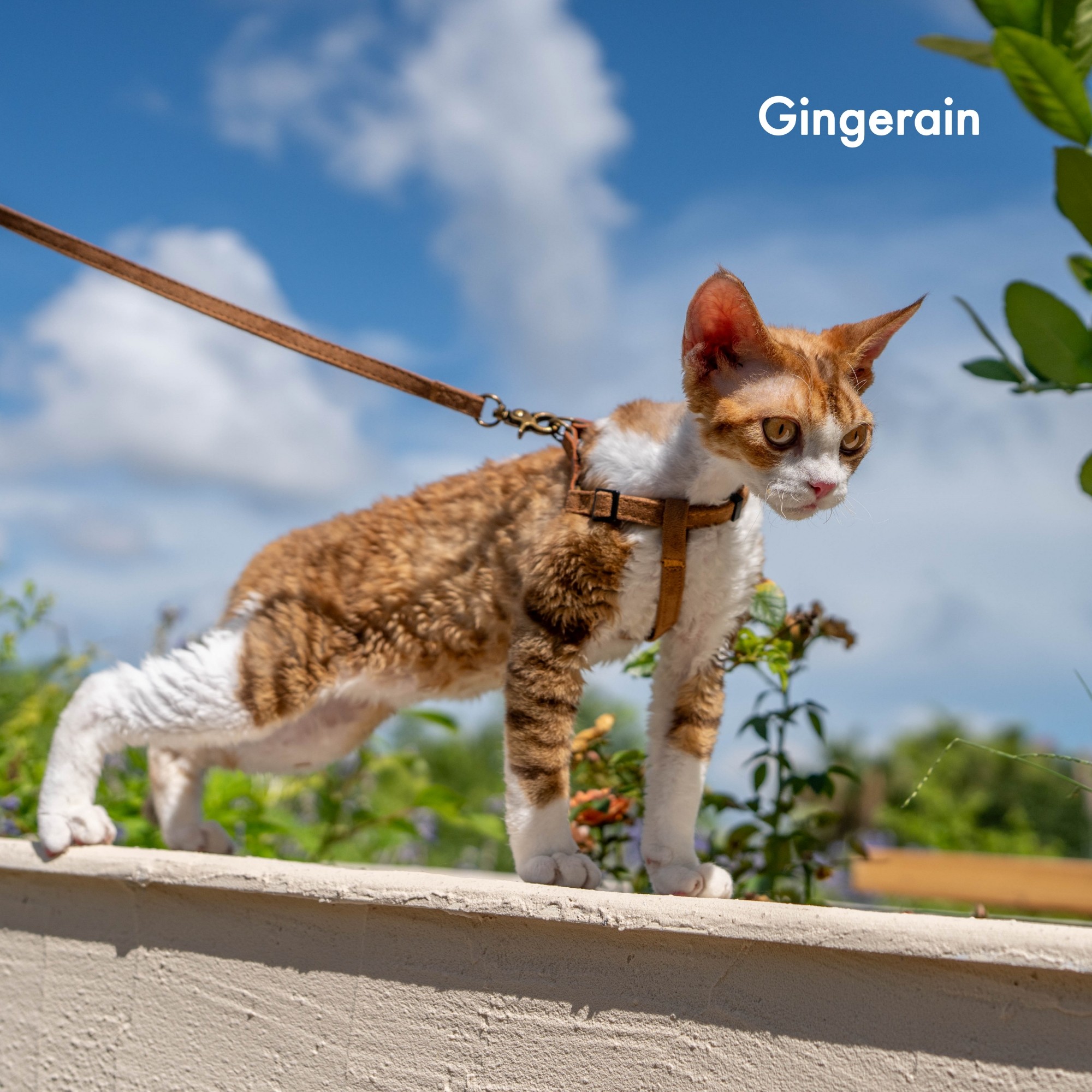 GINGERAIN  隐形好搭衣服极简牵引绳户外遛猫可调节德文猫胸背带,淘宝优惠券,粉丝福利购,淘宝优惠卷