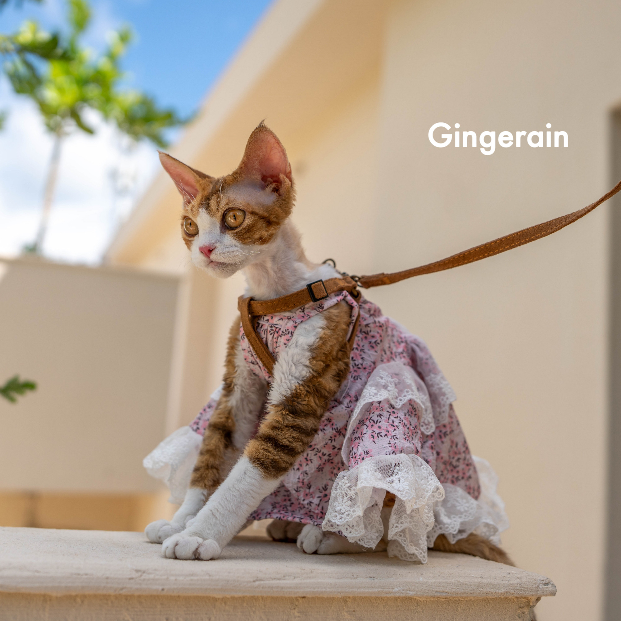 GINGERAIN  隐形好搭衣服极简牵引绳户外遛猫可调节德文猫胸背带,淘宝优惠券,粉丝福利购,淘宝优惠卷