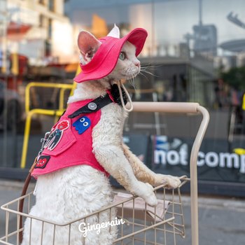 GINGERAIN ຕັ້ງແຄ້ມນອກແບບ Cowboy Cat Harness Leash Set German Hairless Cat Vest