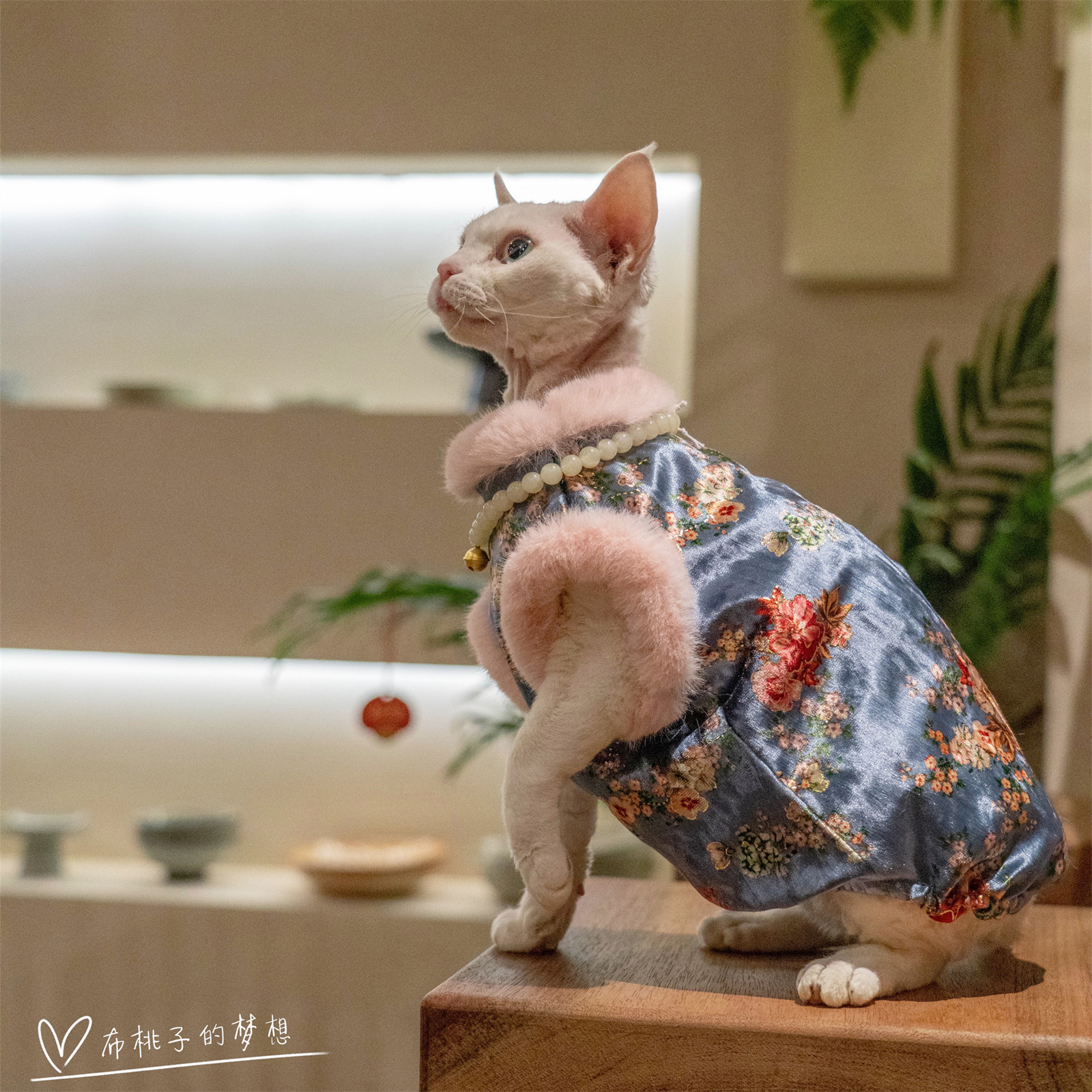 GINGERAIN 猫衣服金丝绒旗袍防舔抗起球新年加绒气质马甲无毛德文,淘宝优惠券,粉丝福利购,淘宝优惠卷
