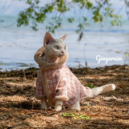GINGERAIN 德文猫衣服无毛猫毛呢毛毛领带里衬长袖系扣大衣外套 - 图0