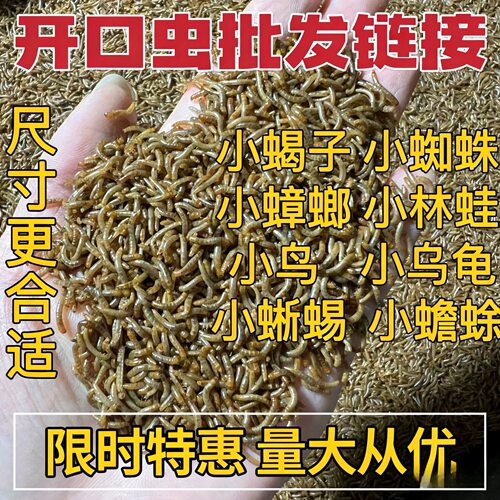 面包虫小虫黄粉虫活虫特小幼虫0.3-0.5-0.8厘米鸟鱼龟宠物蝎子 - 图0