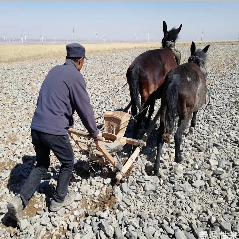 苦尽甘来禾尚头面粉农家和尚头高筋小麦面粉无添加面条馒头饺子粉 - 图1