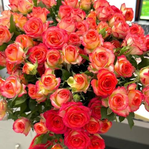 苏菲宝贝薇多头玫瑰花云南鲜花基地发速同城水养礼物花同城情人节 - 图0