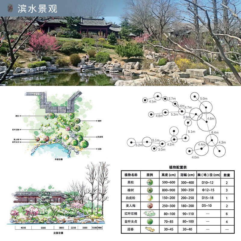 【官方正版】图解景观设计：100个经典植物配置 植物配置方案全解附赠送手绘原图平立面图+株距图配置方案与数据实操深度解读方案 - 图1