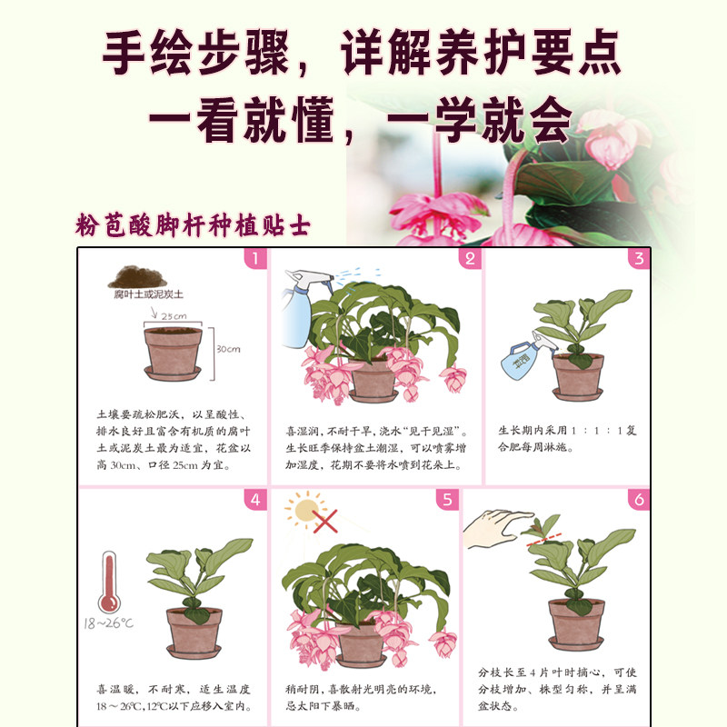 【官方正版】零基础阳台养花 家庭园艺植物养护室内绿植阳台养花花卉家居植物园艺生活养护技巧花语宜忌 全年花历 病虫害防治