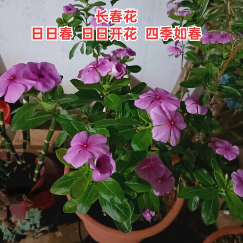 长春花花苗盆栽五瓣梅苗日日春当年开花好养阳台庭院四季观花植物 - 图0