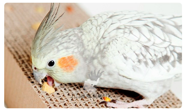 哈根哈利Hagen鹦鹉宠物鸟滋养丸日常高能营养饲料进口鸟粮 分装,淘宝优惠券,粉丝福利购,淘宝优惠卷