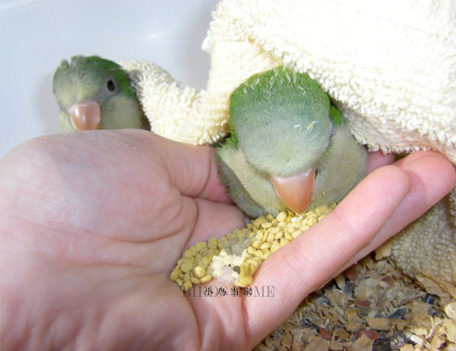 哈根哈利Hagen鹦鹉宠物鸟滋养丸日常高能营养饲料进口鸟粮 分装,淘宝优惠券,粉丝福利购,淘宝优惠卷