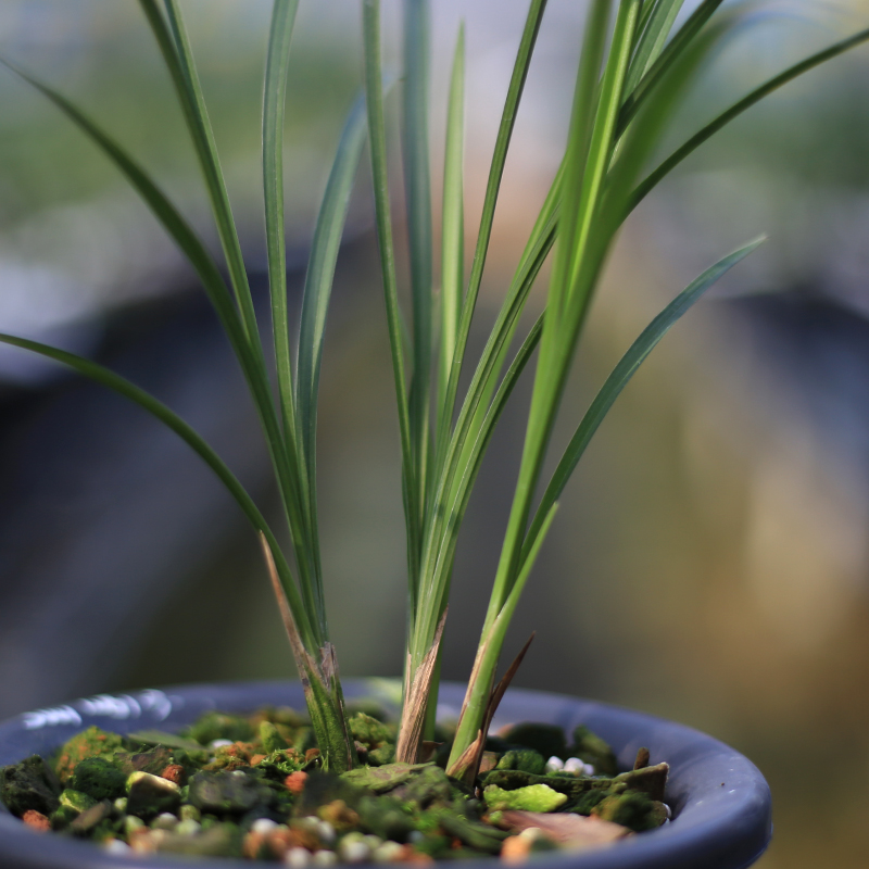 小雪素 云南传统名品莲瓣兰浓香花卉 名贵植物高档兰花苗不带花苞 - 图1