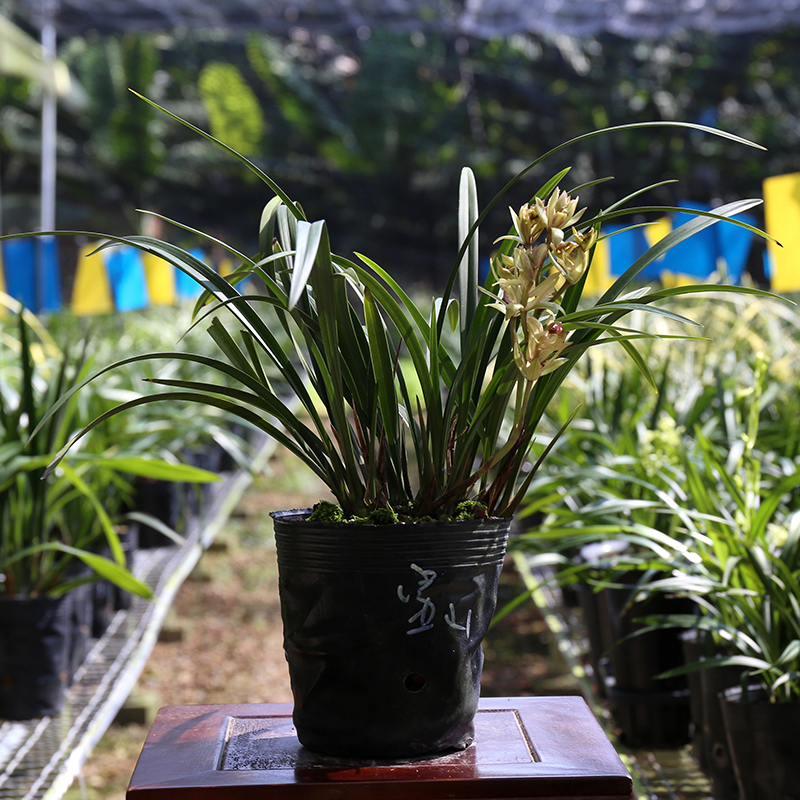 富山奇蝶浓香建兰奇花夏带花苞好养易活兰花苗四季花卉盆栽植物-图2