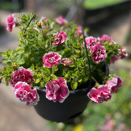 （满4盆包邮）重瓣矮牵牛垂吊冰淡紫开花不断进口盆栽花卉 - 图1