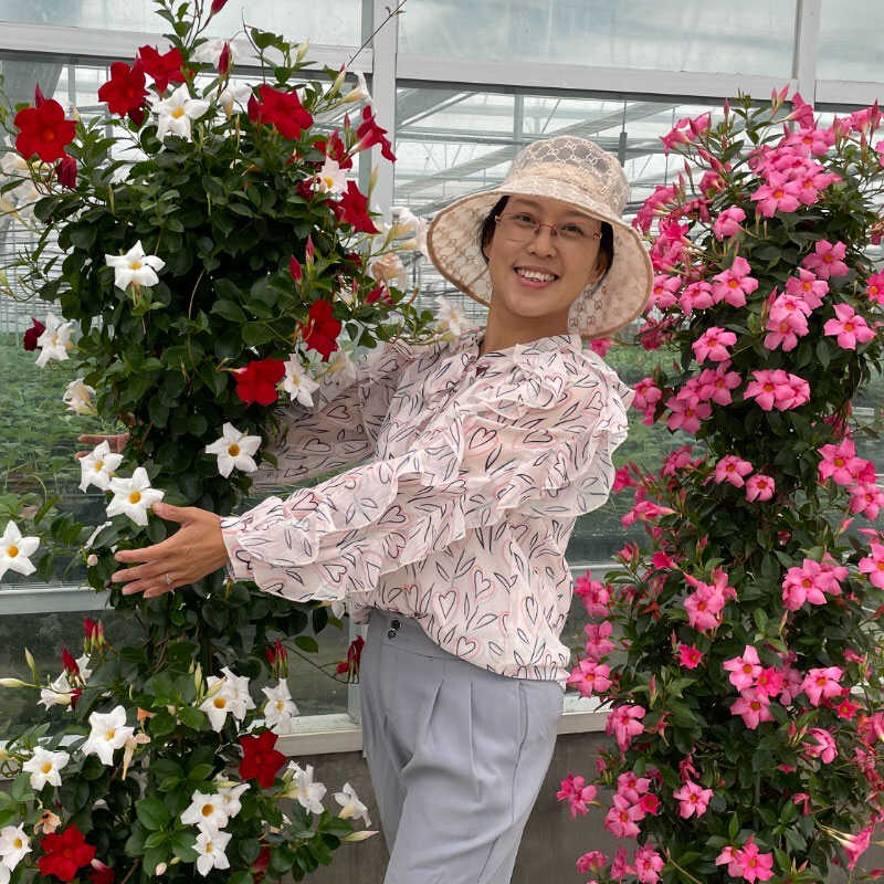 14cm口径盆红蝉花飘香藤   夏季阳台庭院耐热耐晒花量大  混苗