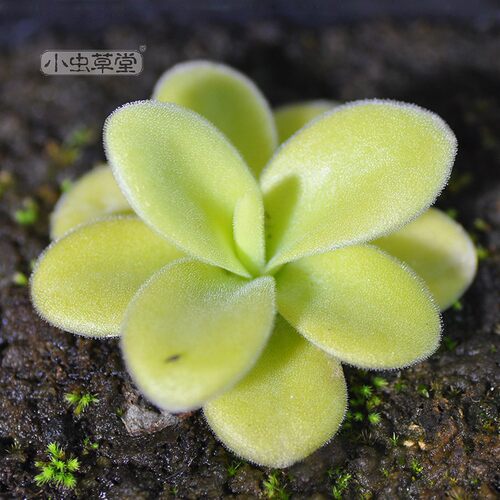 巨大捕虫堇小虫草堂Pinguiculagigantea超大会吃虫的多肉食虫植物 - 图1