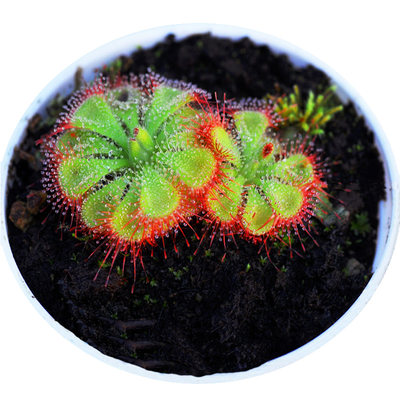 锦地罗茅膏菜食虫植物盆栽食人花食蝇草室内客厅小植株种子去甲醛 虎窝淘