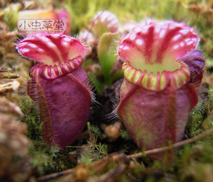 小虫草堂直播21土瓶草食虫植物盆栽绿植室内耐阴稀有另类猪笼草,淘宝优惠券,粉丝福利购,淘宝优惠卷