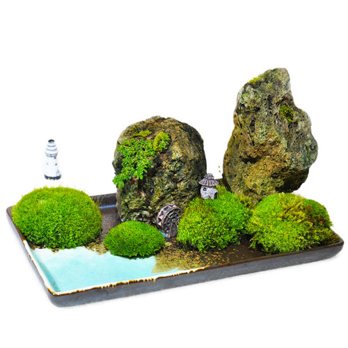 苔藓小虫草堂鲜绿青苔活水苔白发砂朵朵真曲尾羊绒蕨类植物微景观 - 图3