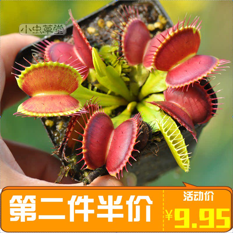 B52捕蝇草小虫草堂食虫草植物盆栽大嘴超大型巨夹驱蚊草室内吃虫 博鑫联科技