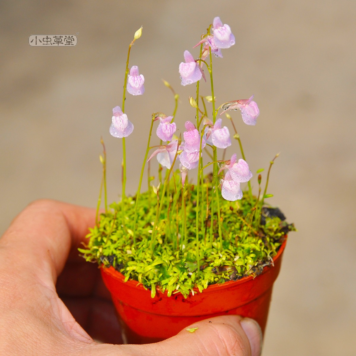 禾叶狸藻小虫草堂食虫植物盆栽小白兔子食虫草小蓝挖耳草捕蝇草水-图2