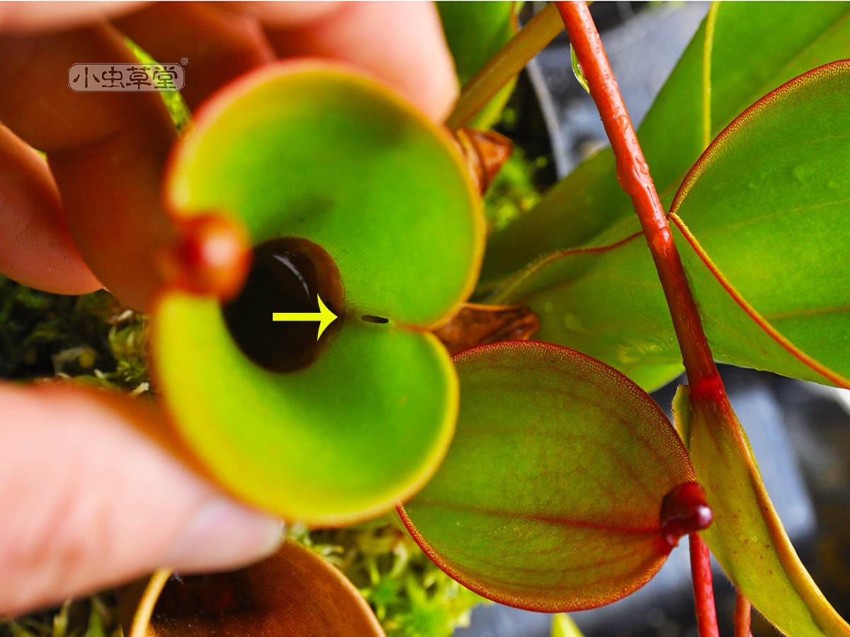 小太阳瓶子草垂花内布利纳山美丽艾俄那泰特小虫草堂食虫植物盆栽,淘宝优惠券,粉丝福利购,淘宝优惠卷