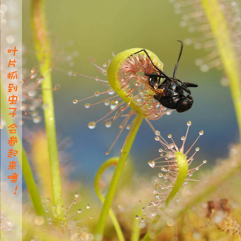 好望角茅膏菜宽叶小虫草堂食虫植物牙刷茅会卷大型成株食人花种子,淘宝优惠券,粉丝福利购,淘宝优惠卷