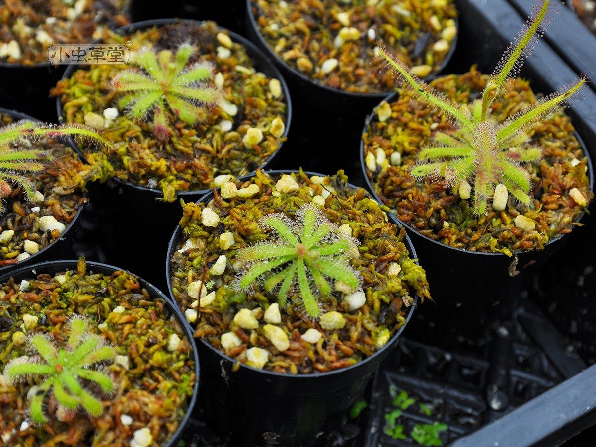 岩蔷薇茅膏菜小虫草堂食虫植物盆栽稀有丝叶好望角绒毛洛弗丽叉叶,淘宝优惠券,粉丝福利购,淘宝优惠卷