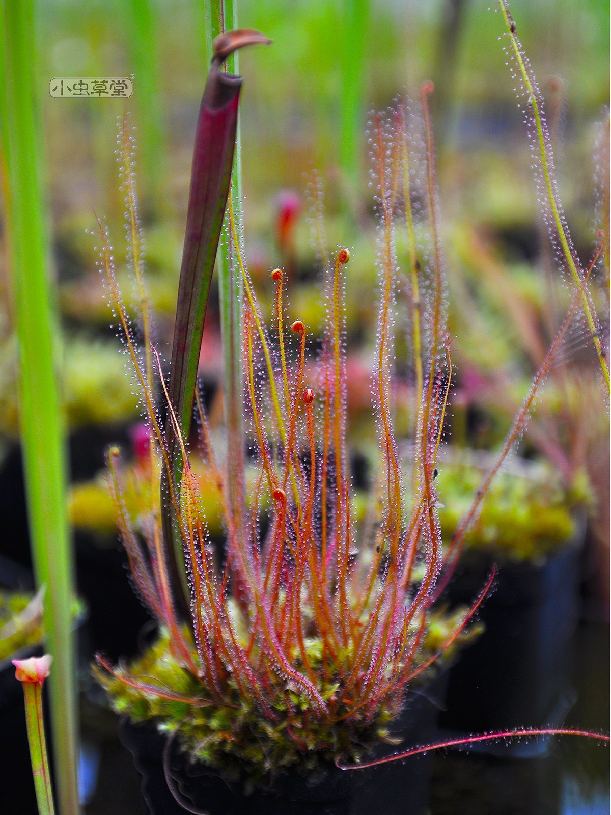 绿丝叶茅膏菜红小虫草堂食虫植物盆栽食虫草食人花捕蚊草捕蝇草大,淘宝优惠券,粉丝福利购,淘宝优惠卷