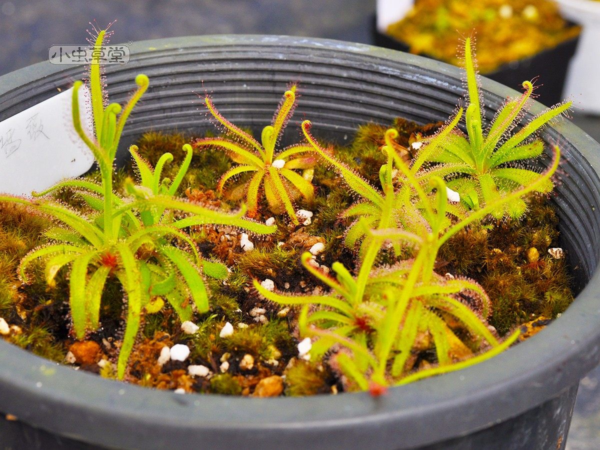 岩蔷薇茅膏菜小虫草堂食虫植物盆栽稀有丝叶好望角绒毛洛弗丽叉叶,淘宝优惠券,粉丝福利购,淘宝优惠卷