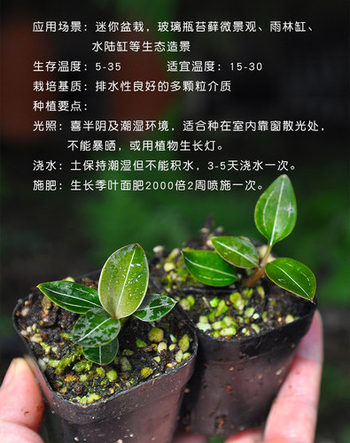 电光宝石兰血叶小虫草堂盆栽室内观叶水陆雨林缸微景观植物黑檀闪 - 图2