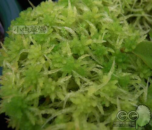 水苔智利进口小虫草堂食虫植物蝴蝶兰花捕蝇草石斛专用土干苔藓活 - 图2