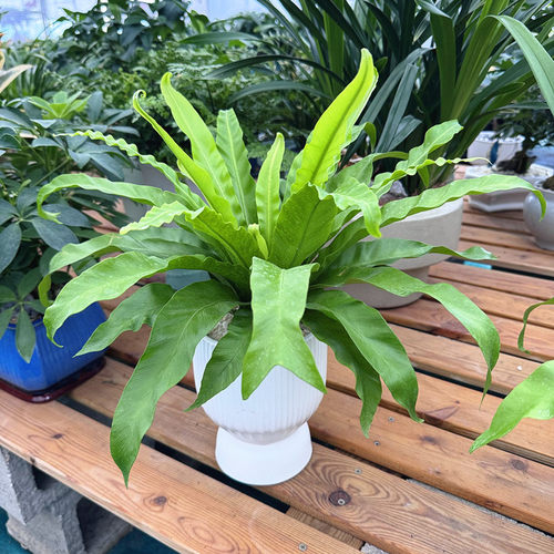 进口宽叶鸟巢厥  维纳斯鸟巢蕨 室内外耐阴易养观叶植物包邮 - 图1
