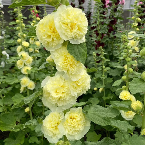 重瓣蜀葵查特 桃子与梦 大花蜀葵一丈红 庭院阳台耐热花卉 花期长 - 图3