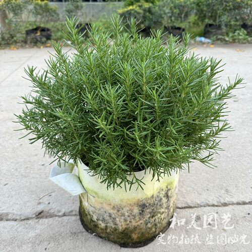 迷迭香盆栽 可食用香草基地直发  匍匐迷迭香 耐寒易养香草 包邮 - 图0