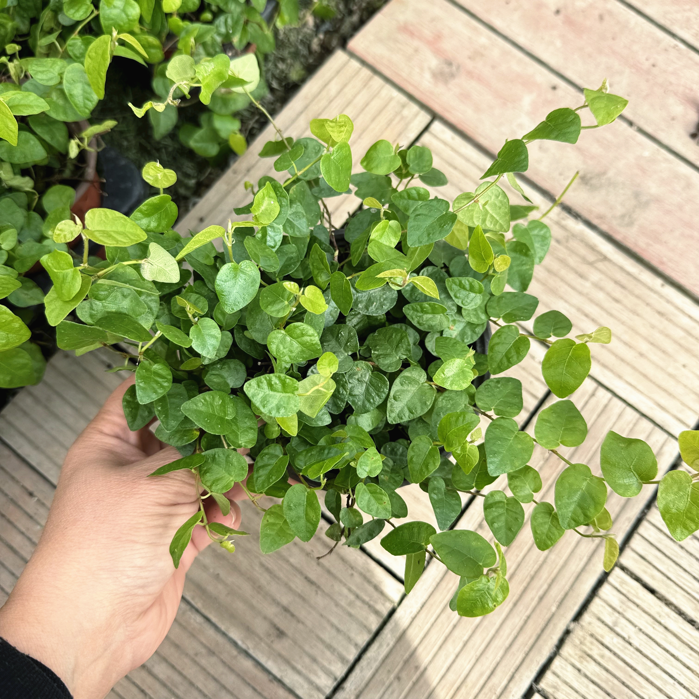 花叶霹雳 金边翡翠吊兰 室内易养小吊兰 泰国翡翠玉纽扣柳叶吊兰 - 图2